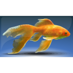 Goldfish - Low Poly Art